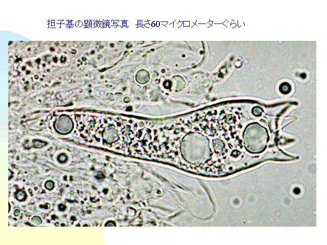 Sq̌ʐ^@60}CN[^[炢