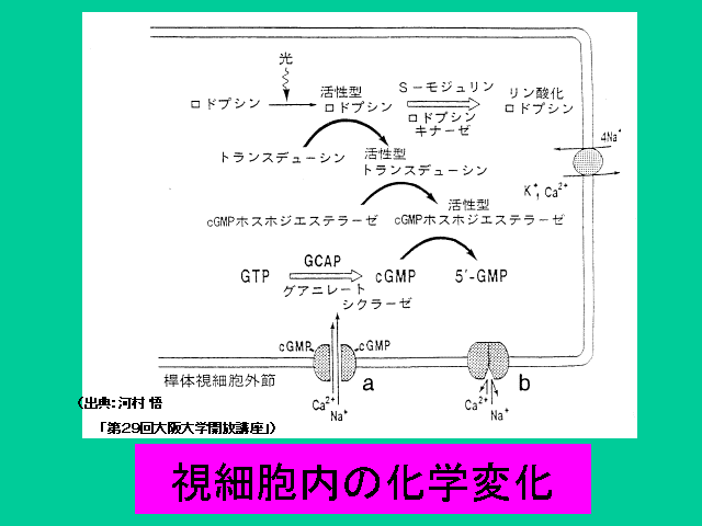 זẺwω