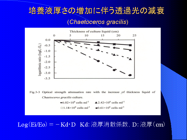 |{t̑ɔߌ̌ (Chaetoceros gracilis) 